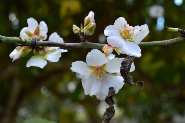 istock Close-up of an Almond Tree Branch in Bloom 950438606