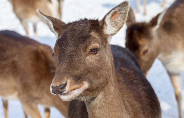 istock Maral deer on the field. 950438966