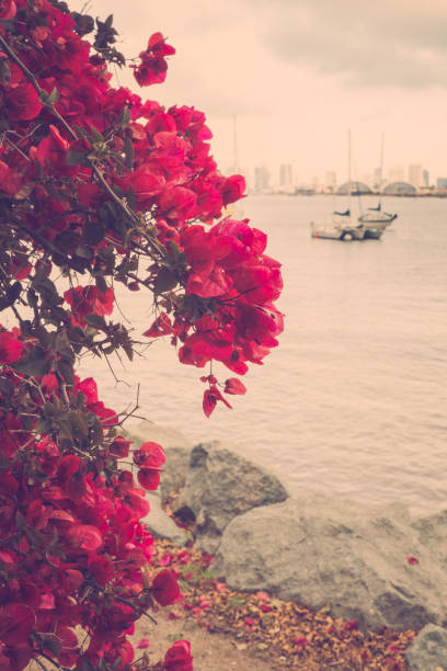Vintage flower and water scene with boats along scenic San Diego waterfront