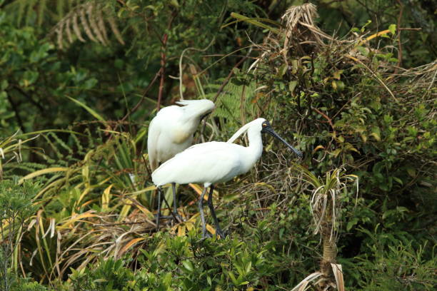 Royal Spoonbill nesting at the mouth of Waitangiroto River in West Coast New Zealand Royal Spoonbill nesting at the mouth of Waitangiroto River in West Coast New Zealand manawatu river stock pictures, royalty-free photos & images