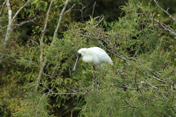 Royal Spoonbill nesting at the mouth of Waitangiroto River in West Coast New Zealand Royal Spoonbill nesting at the mouth of Waitangiroto River in West Coast New Zealand manawatu river stock pictures, royalty-free photos & images