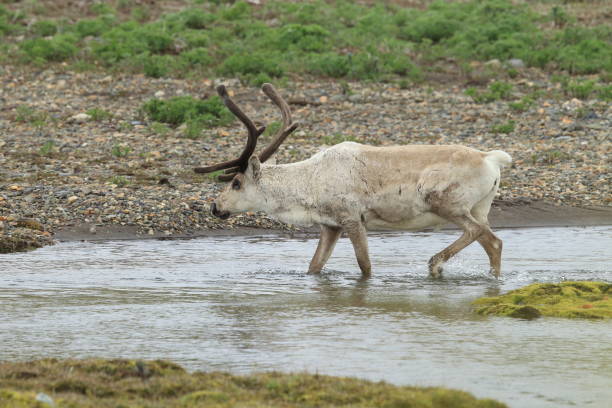 istock Reindeer, Caribou, Iceland 950442766
