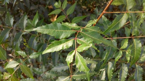istock Azadirachta indica plant tree 950446008