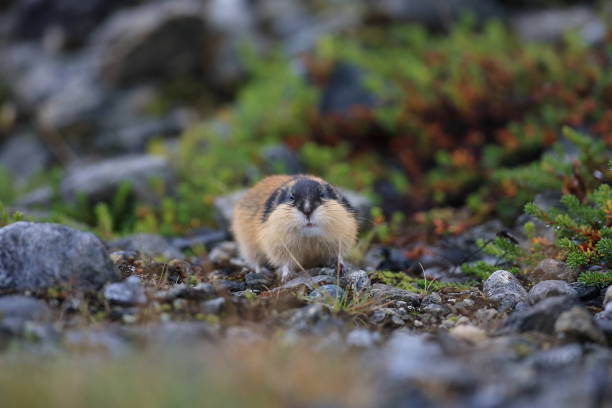istock Norwegian lemming  Jotunheimen Norway 950450362