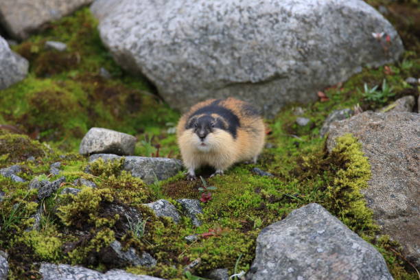 istock Norwegian lemming  Jotunheimen Norway 950450434