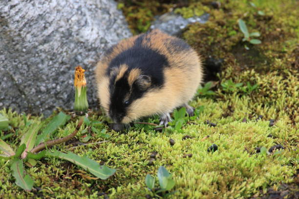 istock Norwegian lemming  Jotunheimen Norway 950450466