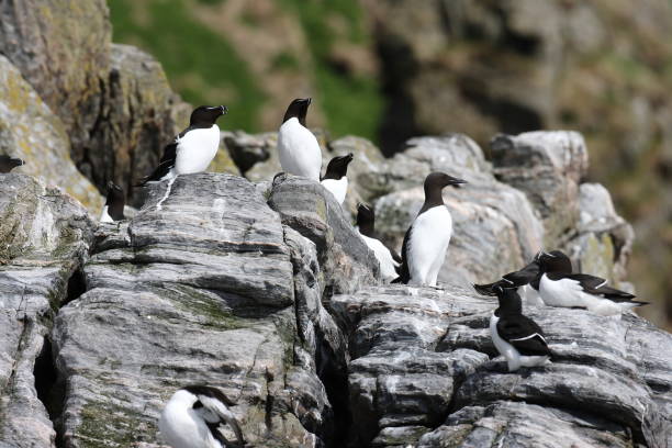 istock razorbill (Alca torda)  island runde norway 950450476