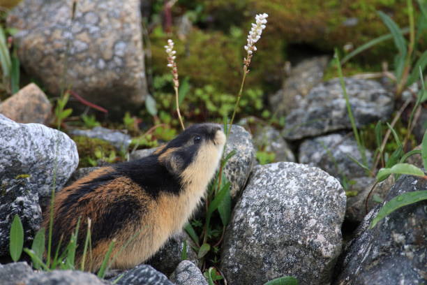istock Norwegian lemming  Jotunheimen Norway 950450560