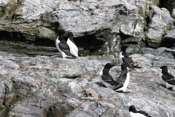 istock razorbill (Alca torda)  island runde norway 950450584