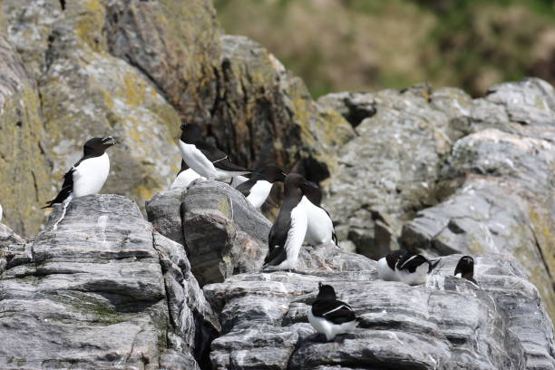 istock razorbill (Alca torda)  island runde norway 950450830