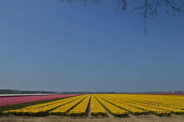 Season of flowering tulips in the Netherlands. Middle of April. Field with yellow tulips.