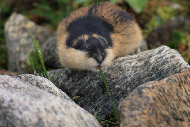 istock Norwegian lemming  Jotunheimen Norway 950450890