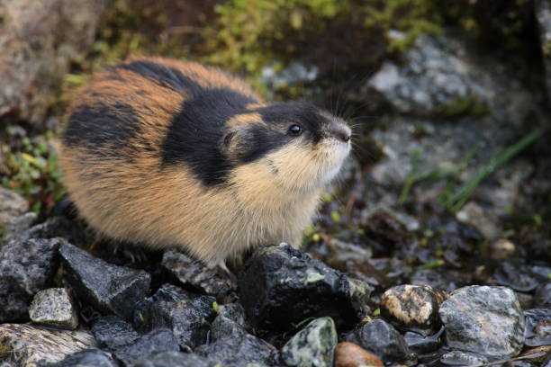 Norwegian lemming  Jotunheimen Norway