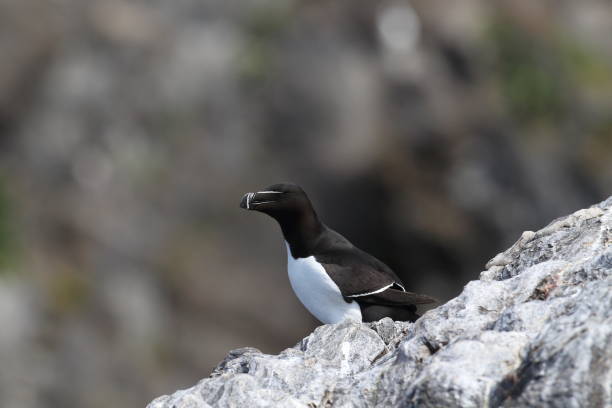 istock razorbill (Alca torda)  island runde norway 950451118