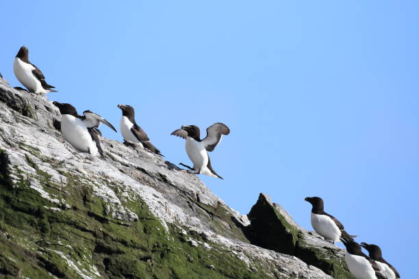 istock razorbill (Alca torda)  island runde norway 950451216