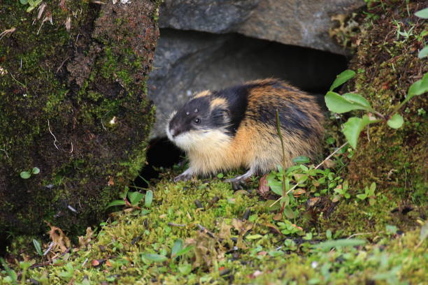 istock Norwegian lemming  Jotunheimen Norway 950451246