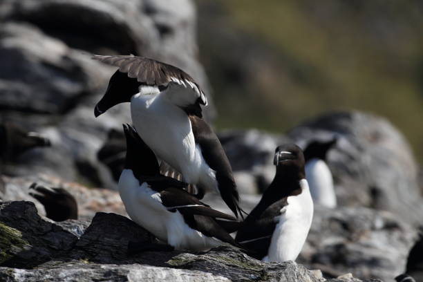 istock razorbill (Alca torda)  island runde norway 950451632