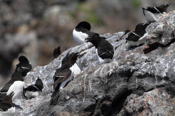 istock razorbill (Alca torda)  island runde norway 950451706