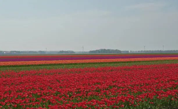 Season of flowering tulips in the Netherlands. Middle of April. Field with red tulips.