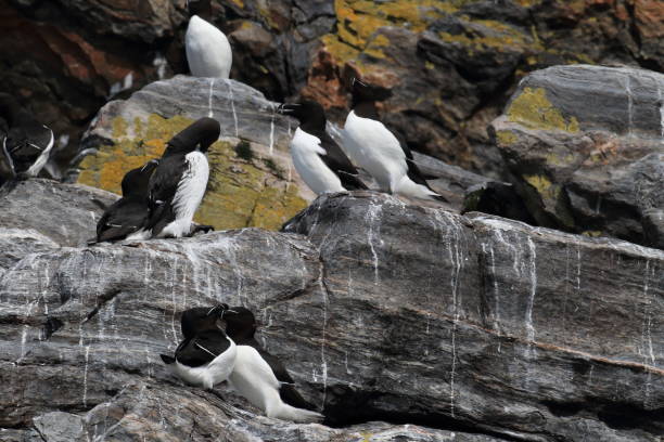 istock razorbill (Alca torda)  island runde norway 950451732