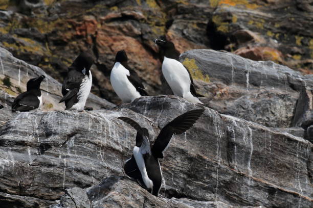 istock razorbill (Alca torda)  island runde norway 950451868