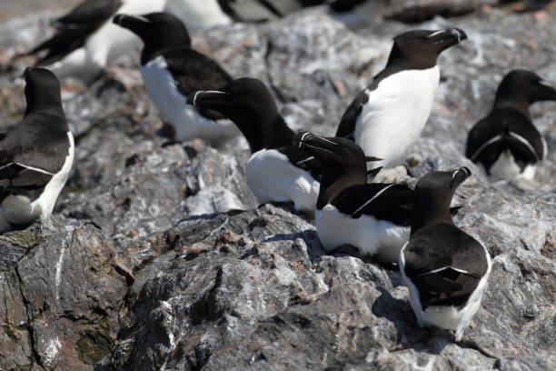 istock razorbill (Alca torda)  island runde norway 950451870