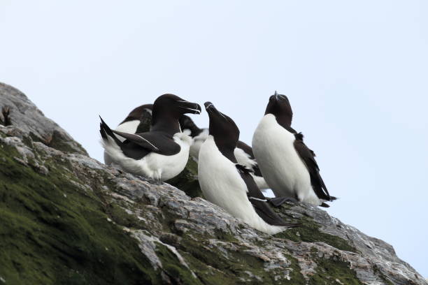 istock razorbill (Alca torda)  island runde norway 950452238