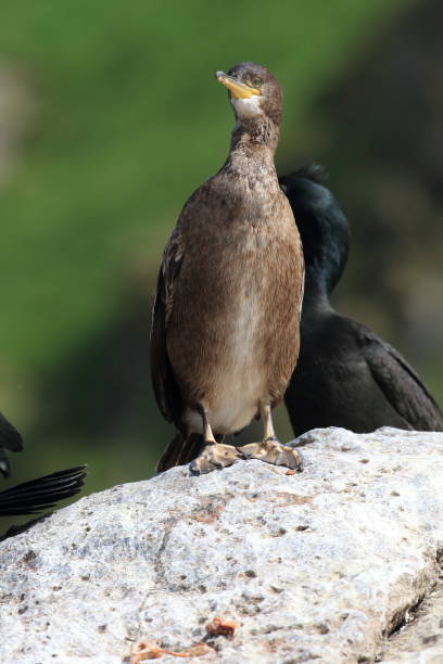 European shag or common shag (Phalacrocorax aristotelis) island runde norway European shag or common shag (Phalacrocorax aristotelis) island runde norway seafowl stock pictures, royalty-free photos & images