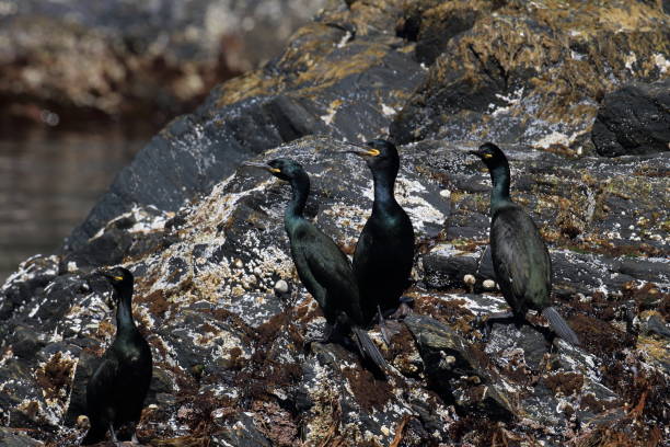 European shag or common shag (Phalacrocorax aristotelis) island runde norway European shag or common shag (Phalacrocorax aristotelis) island runde norway seafowl stock pictures, royalty-free photos & images