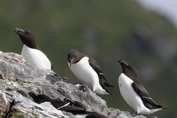 istock razorbill (Alca torda)  island runde norway 950452582