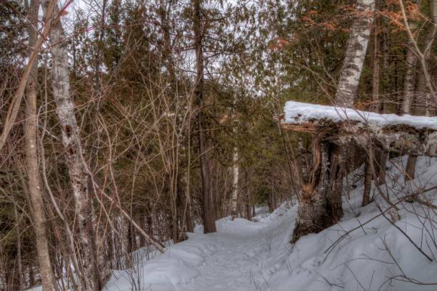 istock Chester Park is a City Park in Duluth, Minnesota during Winter 950452624