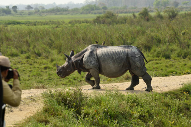 istock One-horned Indian rhino 950454866