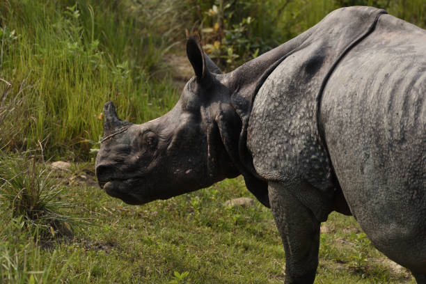 istock One-horned Indian rhino 950454876