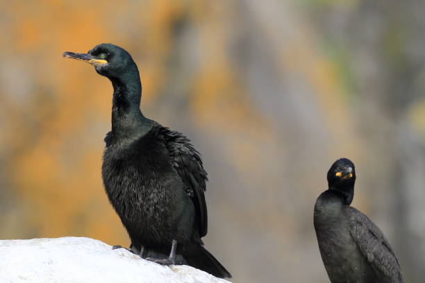 European shag or common shag (Phalacrocorax aristotelis) island runde norway European shag or common shag (Phalacrocorax aristotelis) island runde norway seafowl stock pictures, royalty-free photos & images