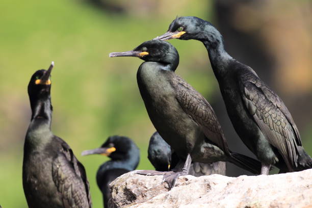 European shag or common shag (Phalacrocorax aristotelis) island runde norway European shag or common shag (Phalacrocorax aristotelis) island runde norway seafowl stock pictures, royalty-free photos & images