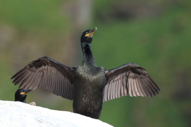 European shag or common shag (Phalacrocorax aristotelis) island runde norway European shag or common shag (Phalacrocorax aristotelis) island runde norway seafowl stock pictures, royalty-free photos & images