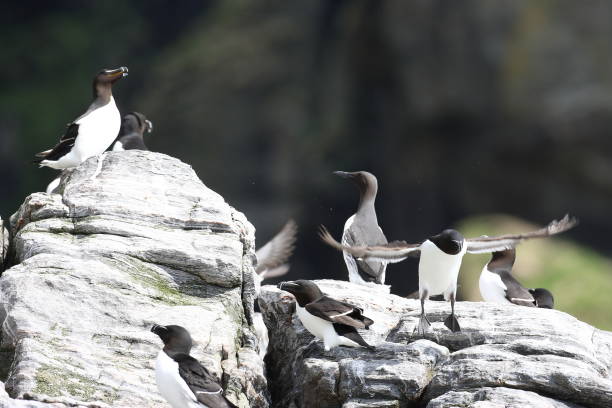 istock razorbill (Alca torda)  island runde norway 950455360