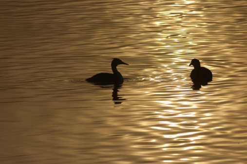 Meeting and greeting on golden silky waters. Dawn light reflects in the water and silhouettes a great crested grebe and a coot.
