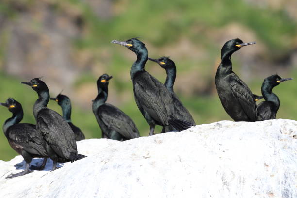 European shag or common shag (Phalacrocorax aristotelis) island runde norway European shag or common shag (Phalacrocorax aristotelis) island runde norway seafowl stock pictures, royalty-free photos & images