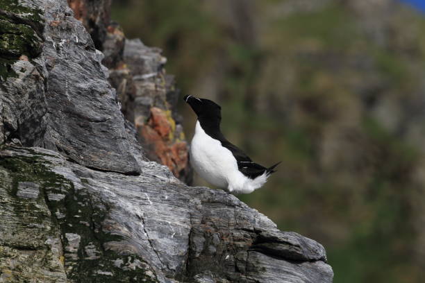 istock razorbill (Alca torda)  island runde norway 950455550