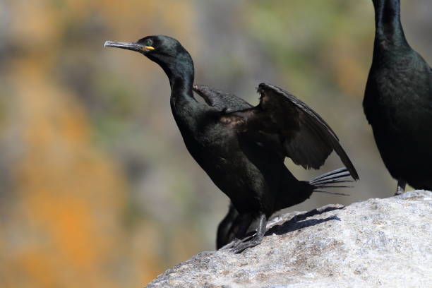 European shag or common shag (Phalacrocorax aristotelis) island runde norway European shag or common shag (Phalacrocorax aristotelis) island runde norway seafowl stock pictures, royalty-free photos & images