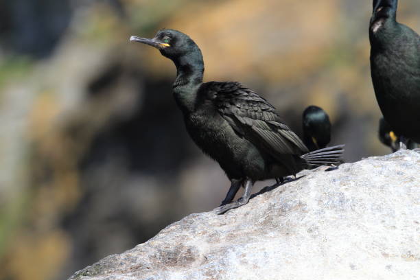 European shag or common shag (Phalacrocorax aristotelis) island runde norway European shag or common shag (Phalacrocorax aristotelis) island runde norway seafowl stock pictures, royalty-free photos & images