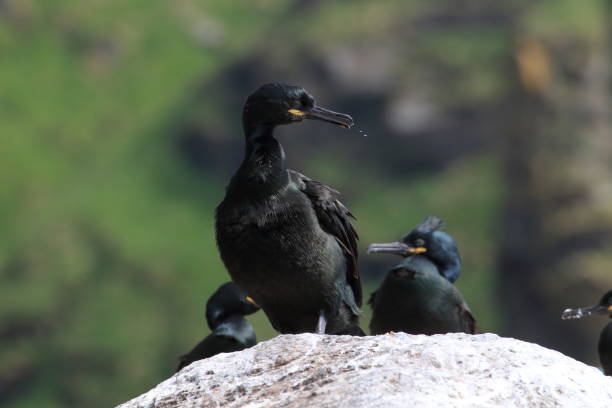 European shag or common shag (Phalacrocorax aristotelis) island runde norway European shag or common shag (Phalacrocorax aristotelis) island runde norway seafowl stock pictures, royalty-free photos & images