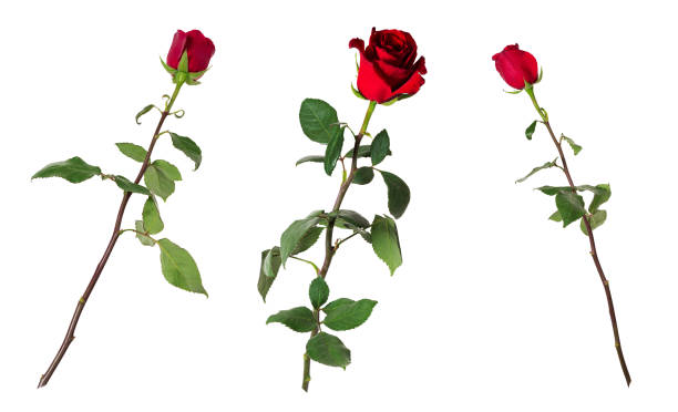 Set of three beautiful vivid red roses on long stems with green leaves isolated on white background stock photo