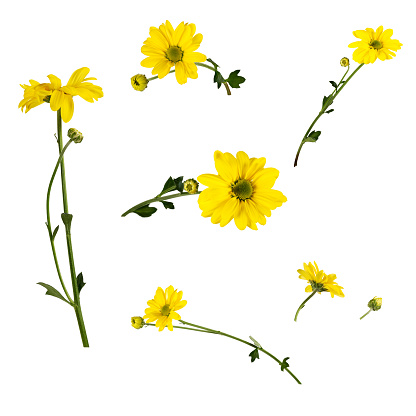 Set of several bright yellow chrysanthemums isolated on white background. Small open flowers and closed buds on green twigs are shot at different angles, includung top, back, side view.