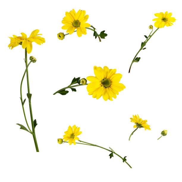 Photo of Set of several bright yellow chrysanthemums isolated on white background.