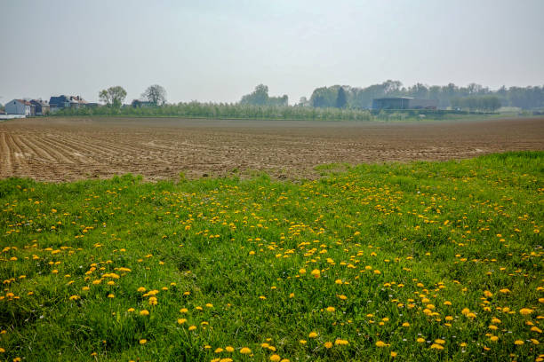 istock Spring fields panorama landscape with fresh green grass and buttercup yellow flowers 950463058