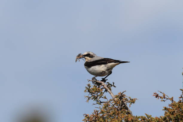 istock northern wheatear or wheatear (Oenanthe oenanthe) Sweden 950463606