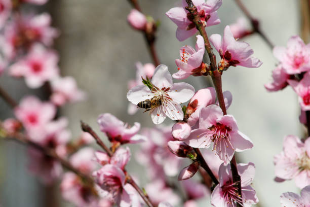 Delicate pink cherry flowers on a blurred romantic background., beautiful summer background