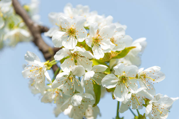 桜の木, クローズ_アップ, ドイツ、2014 の春花 - blur band ストックフォトと画像